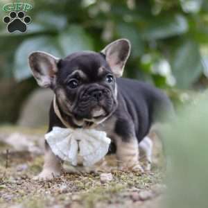 Peirre, French Bulldog Puppy